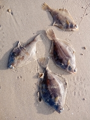 Limanda limanda