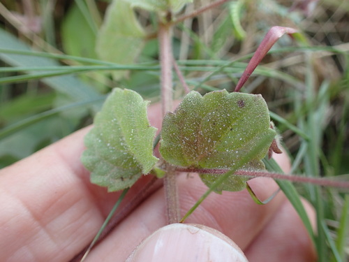 Image of Dwarf Koenana (Diclis reptans) by no rights reserved