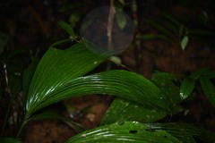 Asplundia brachyphylla