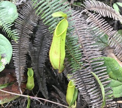 Nepenthes tentaculata