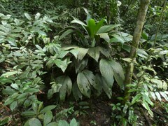 Asplundia brachyphylla