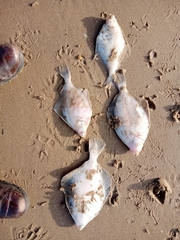 Limanda limanda