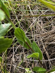 Zaluzianskya microsiphon