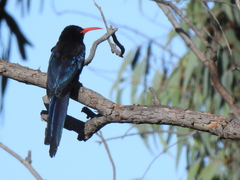 Phoeniculus purpureus