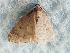 Theria rupicapraria