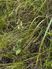 Zaluzianskya microsiphon