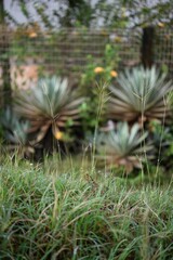 Bothriochloa pertusa