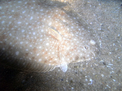 Solea senegalensis