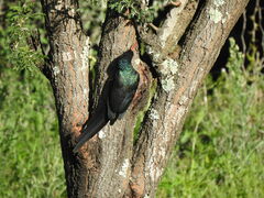 Phoeniculus purpureus