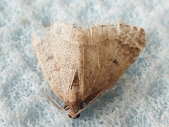 Theria rupicapraria