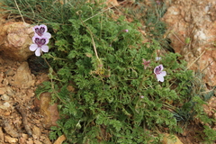Erodium glandulosum