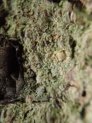 Chaenotheca stemonea