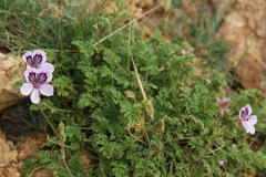 Erodium glandulosum