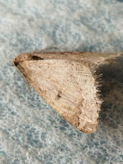 Theria rupicapraria