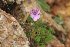 Erodium glandulosum