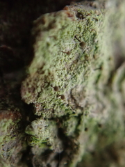 Chaenotheca stemonea