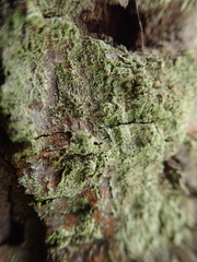 Chaenotheca stemonea