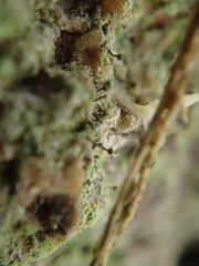 Chaenotheca stemonea