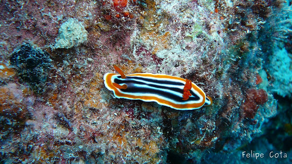 Photo of Magnificent chromodoris (Chromodoris magnifica)