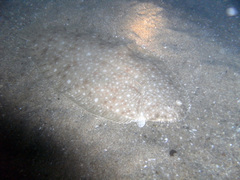 Solea senegalensis