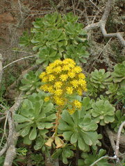 Aeonium arboreum
