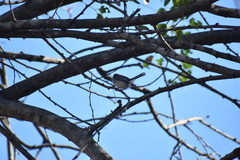 Polioptila