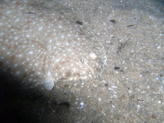 Solea senegalensis