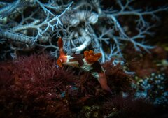 Nembrotha chamberlaini