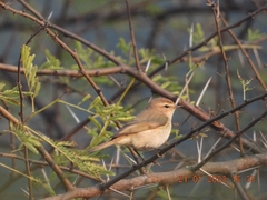 Phylloscopus collybita