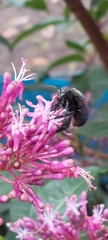Bombus pauloensis