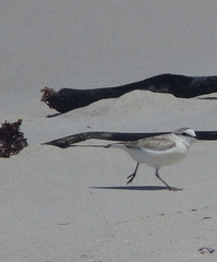 Charadrius marginatus marginatus