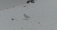 Charadrius marginatus marginatus