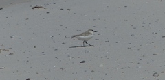 Charadrius marginatus marginatus