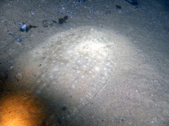 Solea senegalensis