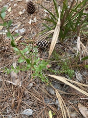 Vaccinium myrsinites