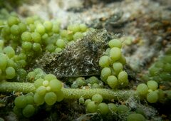 Stylocheilus striatus