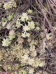 Sphagnum perichaetiale