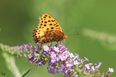 Argynnis hyperbius