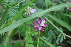 Astragalus sinicus