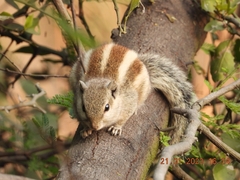 Funambulus pennantii
