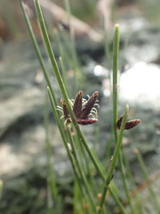 Cyperus laevigatus distachyos