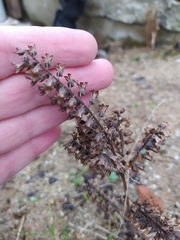 Perilla frutescens