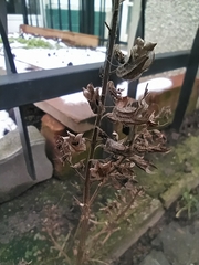 Perilla frutescens