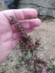 Perilla frutescens