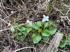 Viola primulifolia
