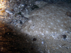 Solea senegalensis
