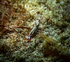 Thuridilla albopustulosa