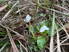 Viola primulifolia