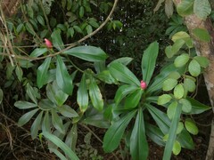 Costus spiralis