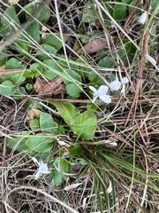Viola primulifolia